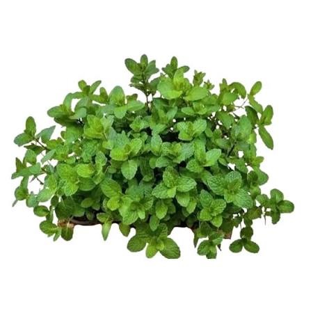 HORTELÃ MENTA